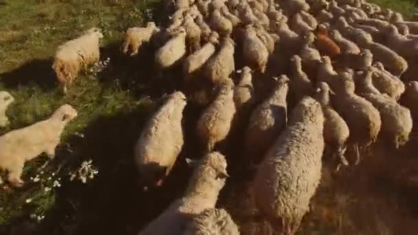 Troupeau de moutons est en cours d'exécution moutons blancs sur prairie herbeux terrain — Video