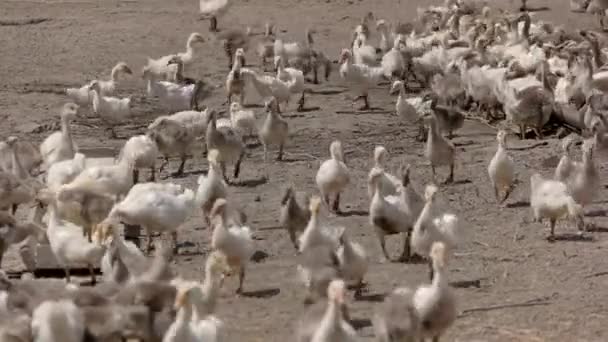 Manada de gansos blancos aves están comiendo aves de corral — Vídeo de stock