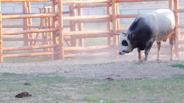 Gehoornde stier in de volière stier strooi zichzelf van zand — Stockvideo