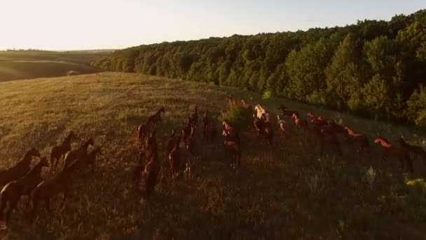 Horse herd is galloping flock of horses near forest — Stock Video