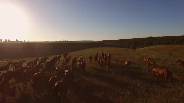 Hästbesättning som springer på ängsgrupp av hovdjur — Stockvideo