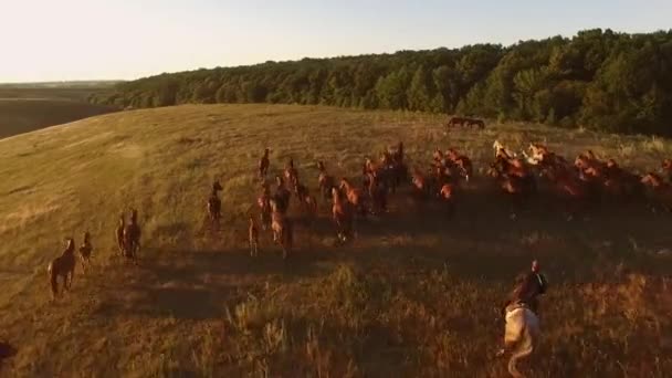 Rebaño de caballos está corriendo vista aérea — Vídeo de stock