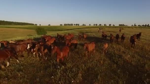 Cavaleiros nos campos distantes e florestas rebanho de garanhões — Vídeo de Stock