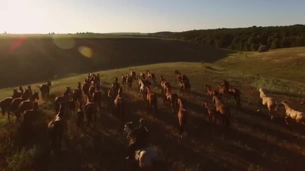 chevaux galopent sur l'herbe cavalier et horizon liberté