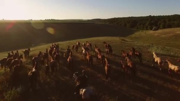 馬は草の上に群がっている人間と地平線の自由 — ストック動画