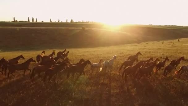 Caballos están corriendo vista aérea del rebaño de caballos — Vídeos de Stock