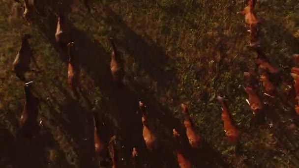 Chevaux courent sur prairie vue aérienne des animaux en mouvement — Video