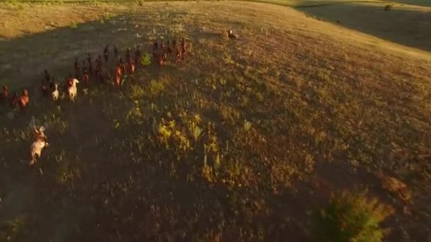 Lovak futnak a fű légi kilátás vágtázó lovak — Stock videók