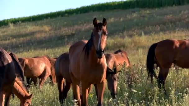 马在草地上吃草群动物 — 图库视频影像