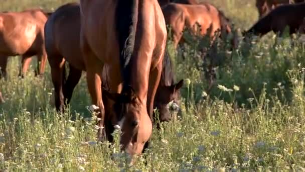 Cavalli che mangiano erba animali negli stalloni all'aperto al pascolo — Video Stock