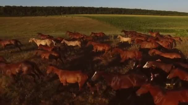 Лошади скачут по лугу большая группа копытных животных — стоковое видео