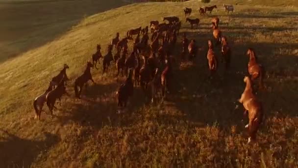 Caballos en la colina vista aérea de jinete en movimiento — Vídeos de Stock