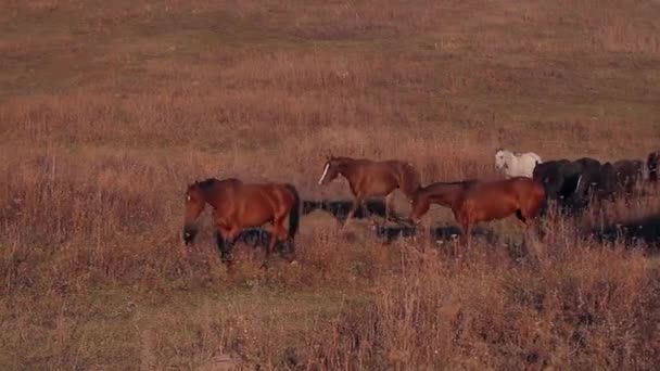 pâturage de chevaux dans une ferme