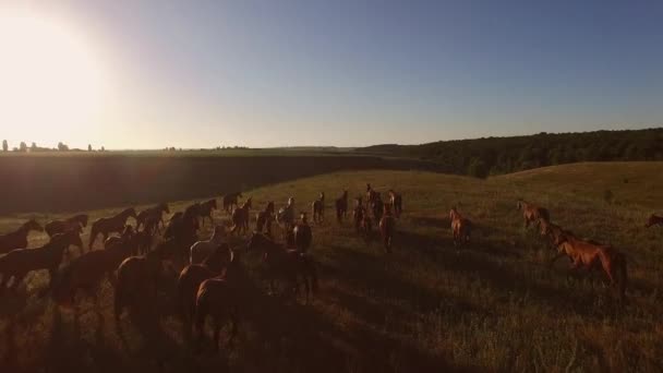 Cavalos correndo em câmera lenta cavalos castanhos no prado — Vídeo de Stock