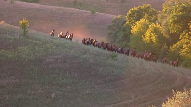 群れの近くのスロ・モ・ホースマンで走る馬は — ストック動画