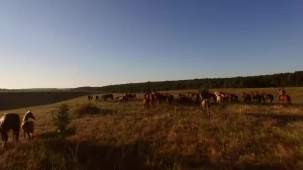 Caballos corriendo en un prado dos hombres montando caballos pastores — Vídeos de Stock