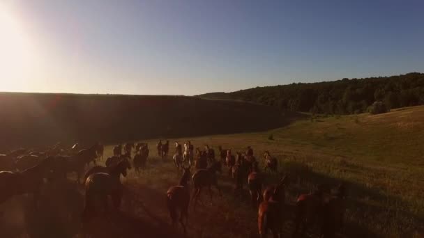 Hästar som springer på ängen flygfoto — Stockvideo