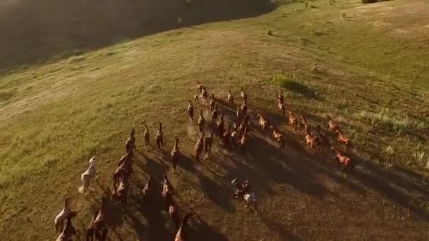 Hästar som springer på stora ängar ryttare och stora besättning — Stockvideo