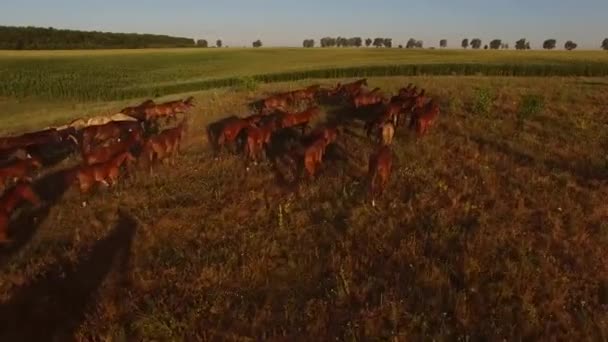 Konie biegają po łące stadko koni w pobliżu zielonego pola — Wideo stockowe