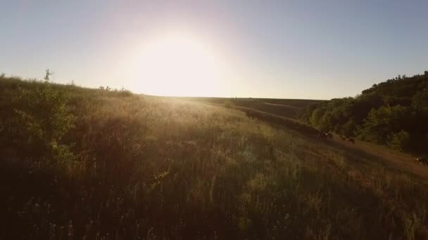丘の上を走る馬明るい太陽と雲一つない空 — ストック動画