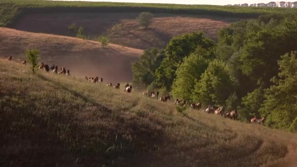 Большая группа лошадей бежит стадо и людей на лошадях испанских жеребцов на лугу — стоковое видео