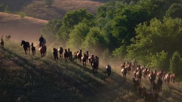 Grande grupo de cavalos cavaleiro no prado — Vídeo de Stock