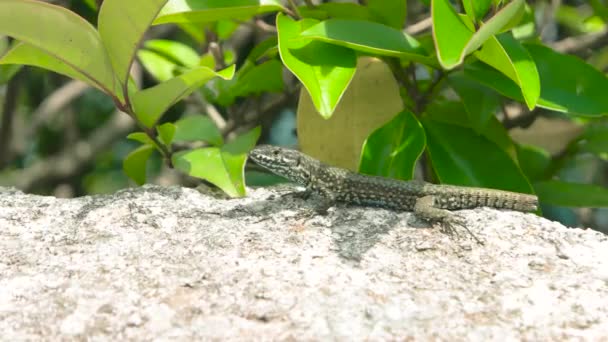 Lagarto cerca de piedra de lagarto y planta verde — Vídeos de Stock