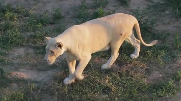 Nőstény oroszlán sétál a zöld füvön gyönyörű fehér oroszlán — Stock videók