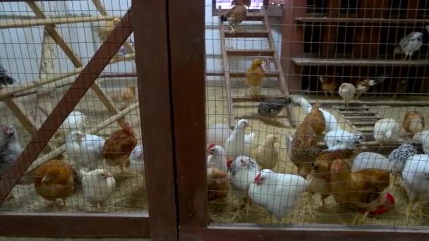Sok csirke tyúkólban baromfitenyésztő csirkék sétálnak a pajtában — Stock videók