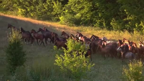 Homens em cavalos e animais de manada correndo na grama — Vídeo de Stock