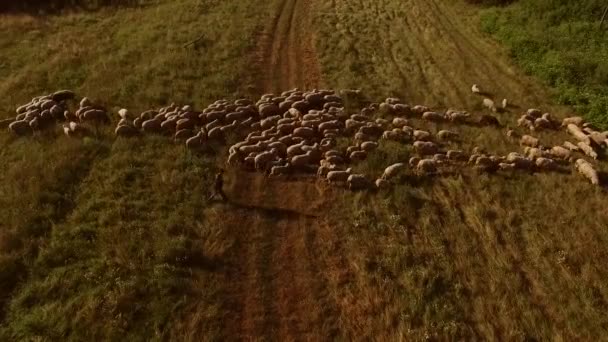 Άνθρωπος με τα πόδια κοντά πρόβατα σμήνος εναέρια άποψη — Αρχείο Βίντεο