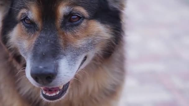 善良善良的杂种狗 — 图库视频影像
