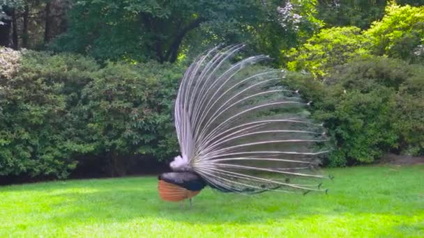 Peacock on green grass — Stock Video