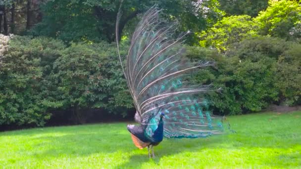 Páv ukazuje svůj ocas krásný pták na trávě — Stock video