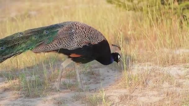 Pavo real caminando sobre el césped y picotea la hierba — Vídeo de stock