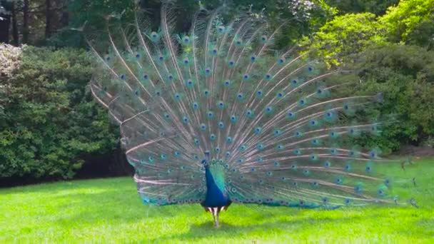 Peafowl showing its tail colorful bird outdoors — Stock Video