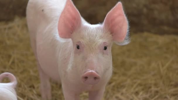 흰 빛깔의 밀짚 뒷 쪽 돼지에 있는 돼지 — 비디오