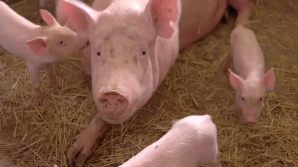 Cerdo se encuentra en lechones de paja amarilla están caminando alrededor de la cerda en el granero — Vídeo de stock