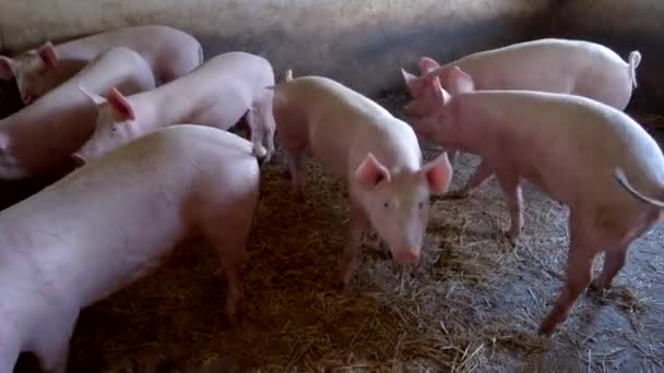 Pigs are walking around swines and straw waiting for food — Stock Video