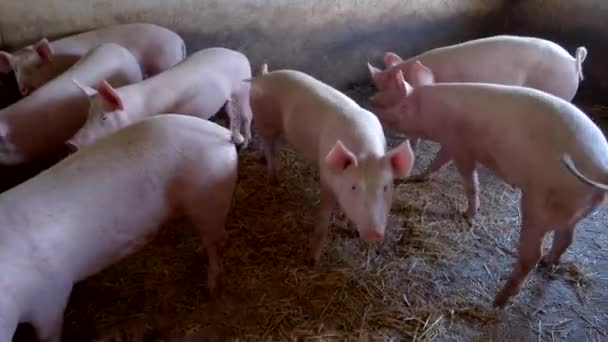 porcs marchent autour des porcs et de la paille en attente de nourriture