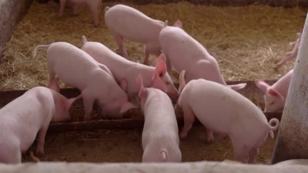 porcs manger à partir d'une auge