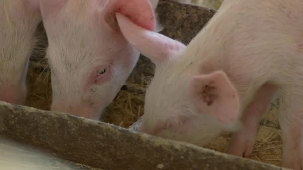 Babi makan dari kelompok babi trough — Stok Video