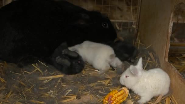 Conejos en jaula en granja madre conejo negro y conejos bebé — Vídeo de stock