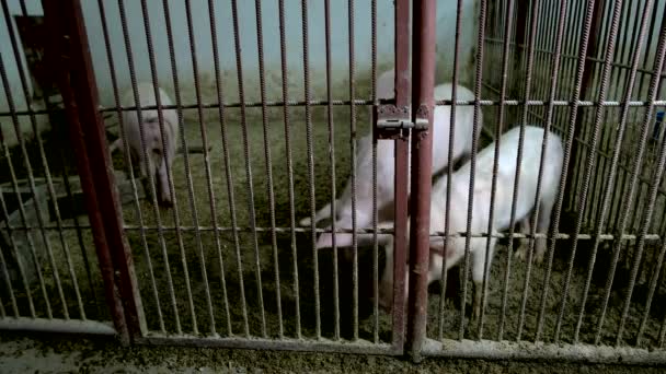 Свині в клітці на тваринницькій фермі чотири поросята, що перебувають в грязі — стокове відео