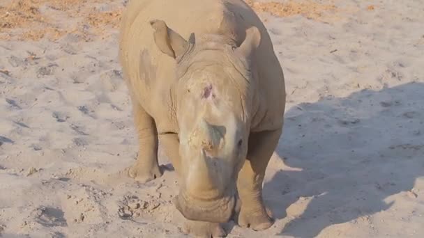 Rhino tourne autour de la volière grand rhinocéros dans un zoo — Video