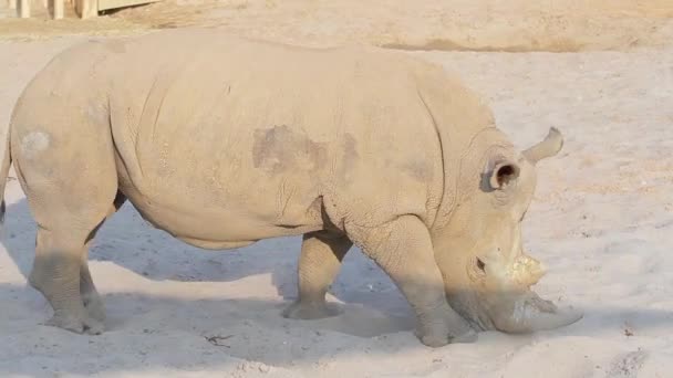 Носорог идет по песчаным носорогам в зоопарке — стоковое видео