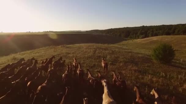 Mandrie in corsa di cavalli orizzonte e cielo chiaro — Video Stock