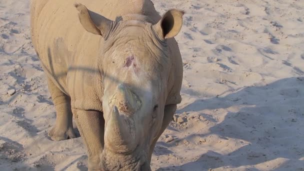 Rinoceronte salta sulla sabbia giovane rinoceronte gioca — Video Stock