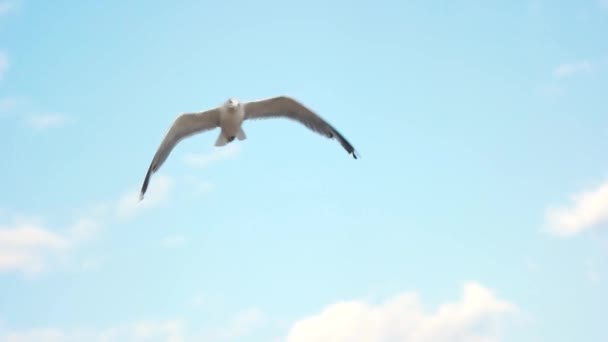 Måsen flyger slow motion fågel på blå himmel bakgrund — Stockvideo