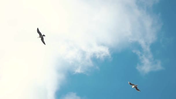 Gaviota en el cielo pájaro y nubes blancas — Vídeo de stock